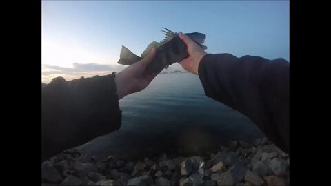 Smaller lures on drop shots rigs for Spotted Bay Bass in Harbor Island 3!