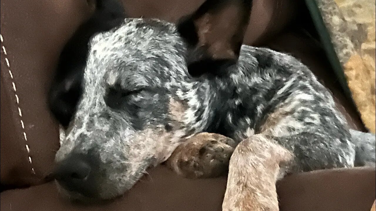 Quantum is down go to Reds Fuzzy Stackers Killer Corny Vlog