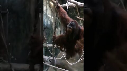 Dad Orangutan