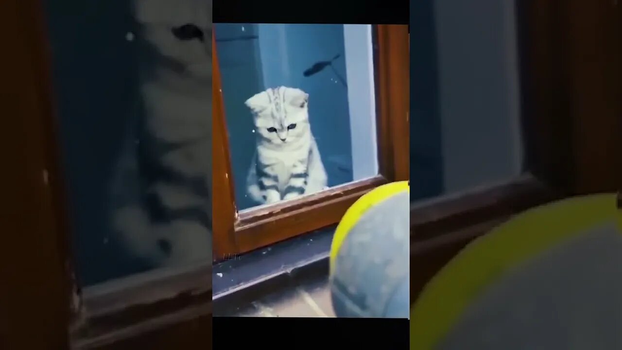 FUNNY CUTE KITTEN - Tiktok Compiled #Shorts