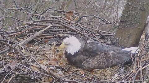 Hays Eagles Mom Lays Egg 3 2.17.22 16:46 reveal 17:19