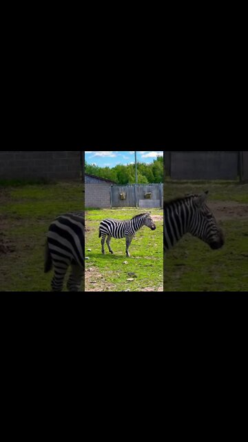 Zebras have detailed stripes