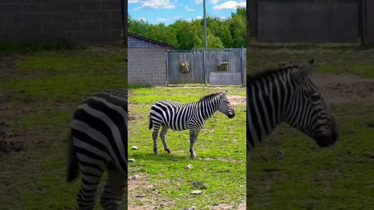 Zebras have detailed stripes