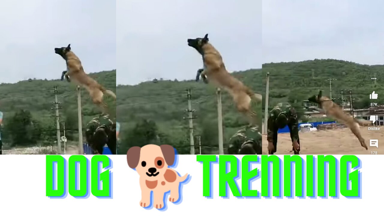 Dog trenning for army #dog handlers#