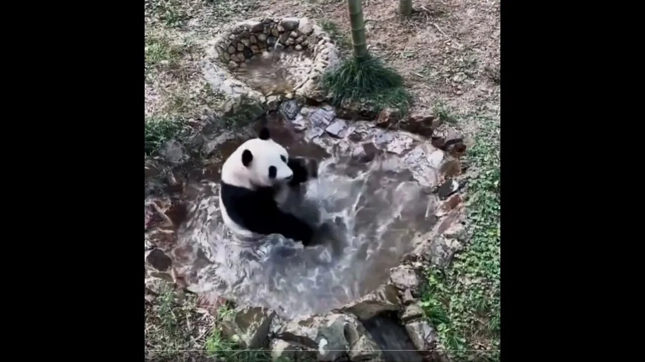 Panda bañándose y divirtiéndose #panda #fun #bath #shorts