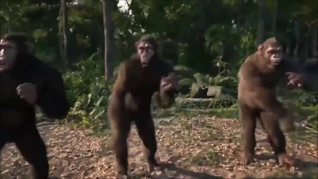 Monkey dance for YouTube || monkey dance for free copyright use || funny video || monkey dance meme