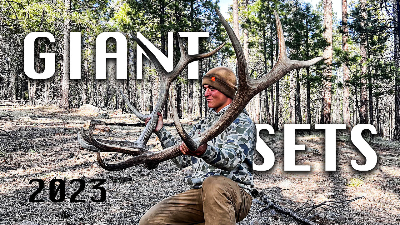 GIANT MULE DEER ANTLERS