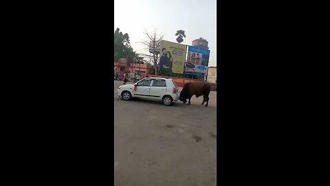 Strongest between Animal VS Machine