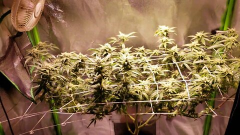 How I Scrog Cannabis : North Genetics Mr. Cruz Episode 6 Day 29