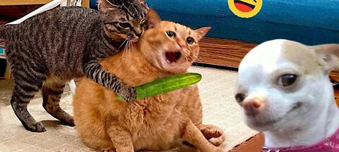 Funny Dogs And Cats Videos 2024😅 - Best Funniest Animal Videos