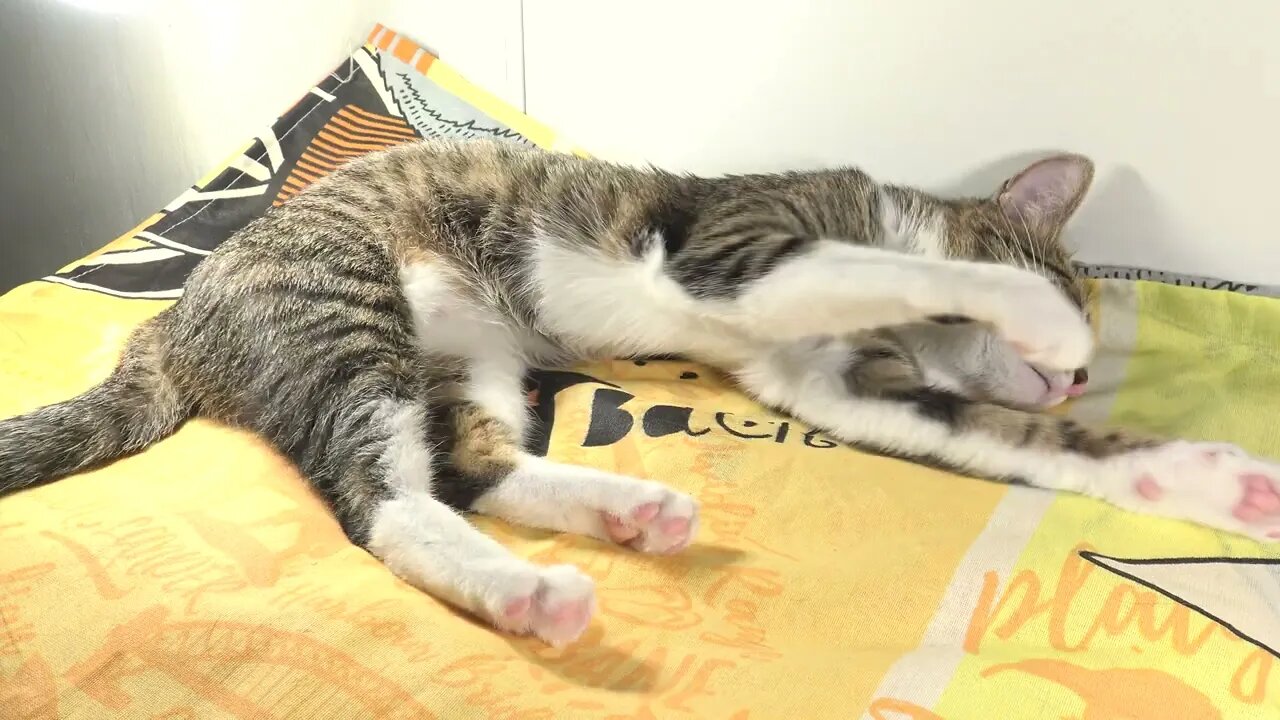 Sweet Cat Is Fast Asleep