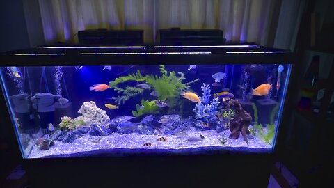 African and South American cichlids