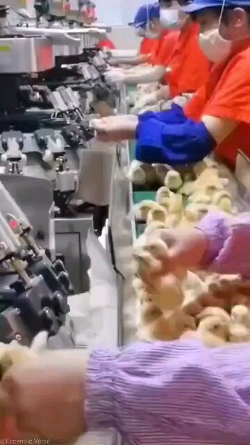 government chicken shots