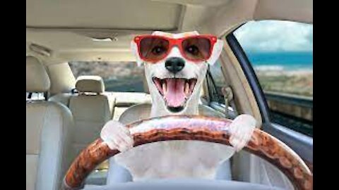 Best Funny Pet Videos Of The 2021 Curious 😹 Cats And 🐶 Dogs