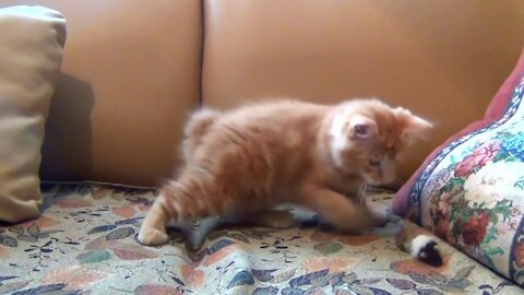 naughty cats funny