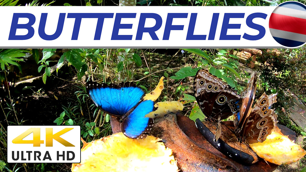 [4K] BUTTERFLIES In Costa Rica // Awesome #tourism Destination Near San Isidro #travelvlog