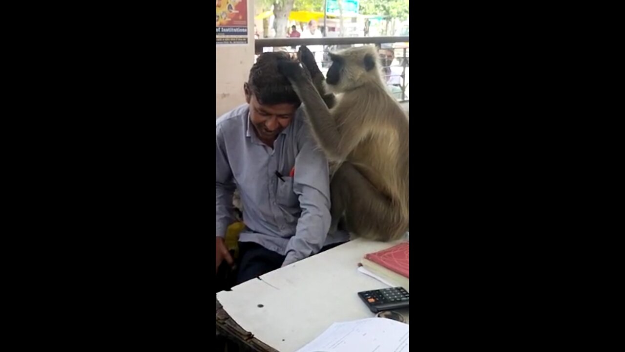 Monkey invades the work area to give the man a hair check