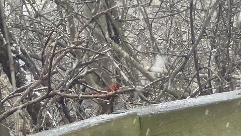 Male Cardinal snowy day Toronto