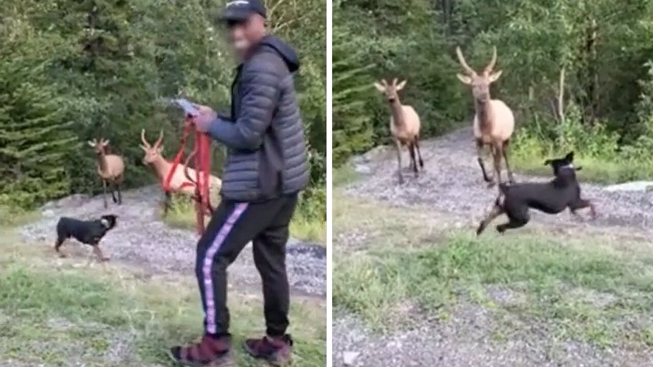 Ignorant Tourists Unleash Dog On Elk In National Park