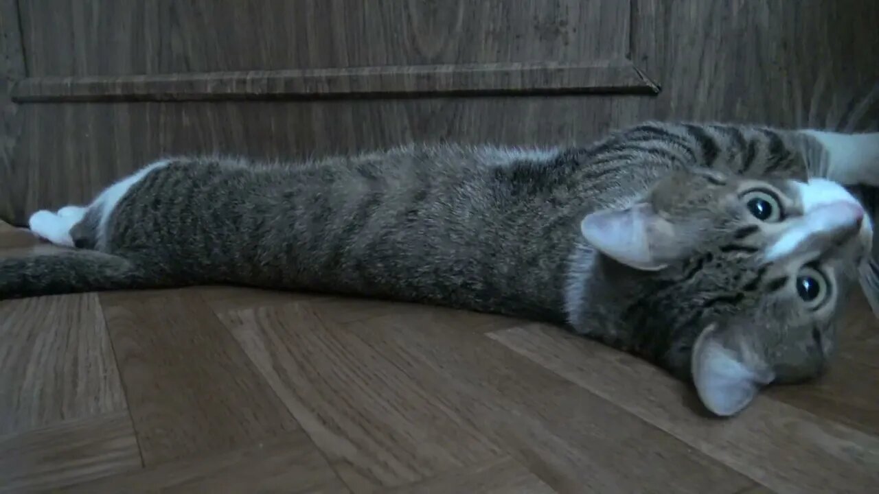 Sweet Cat Tries to Hide from the Heat