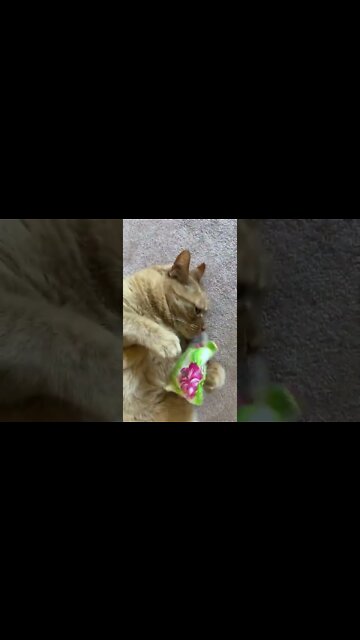 Cute cat playing with a toy