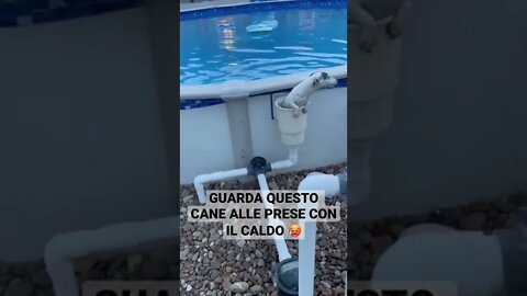 GUARDA QUESTO CANE ALLE PRESE CON IL CALDO 🥵