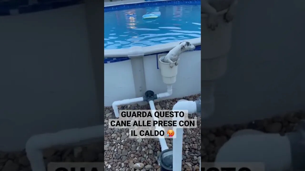 GUARDA QUESTO CANE ALLE PRESE CON IL CALDO 🥵