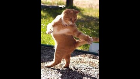 Mare aankhi maare aankhu funny fat cat dance 🤣