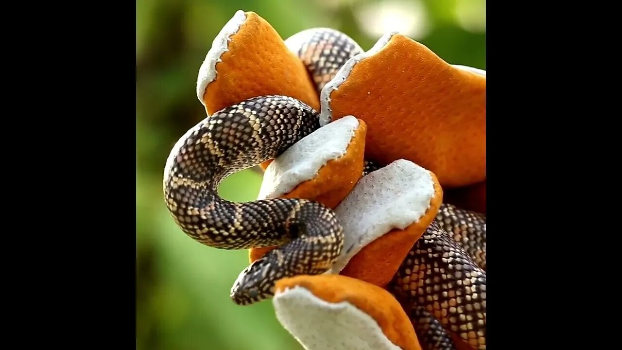 Milk Snake