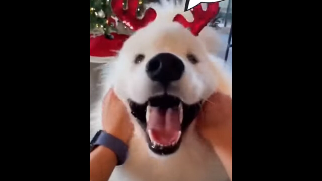 Funny Dogs Christmas Mood 2021 | Cute Dog Videos Compilation #shorts