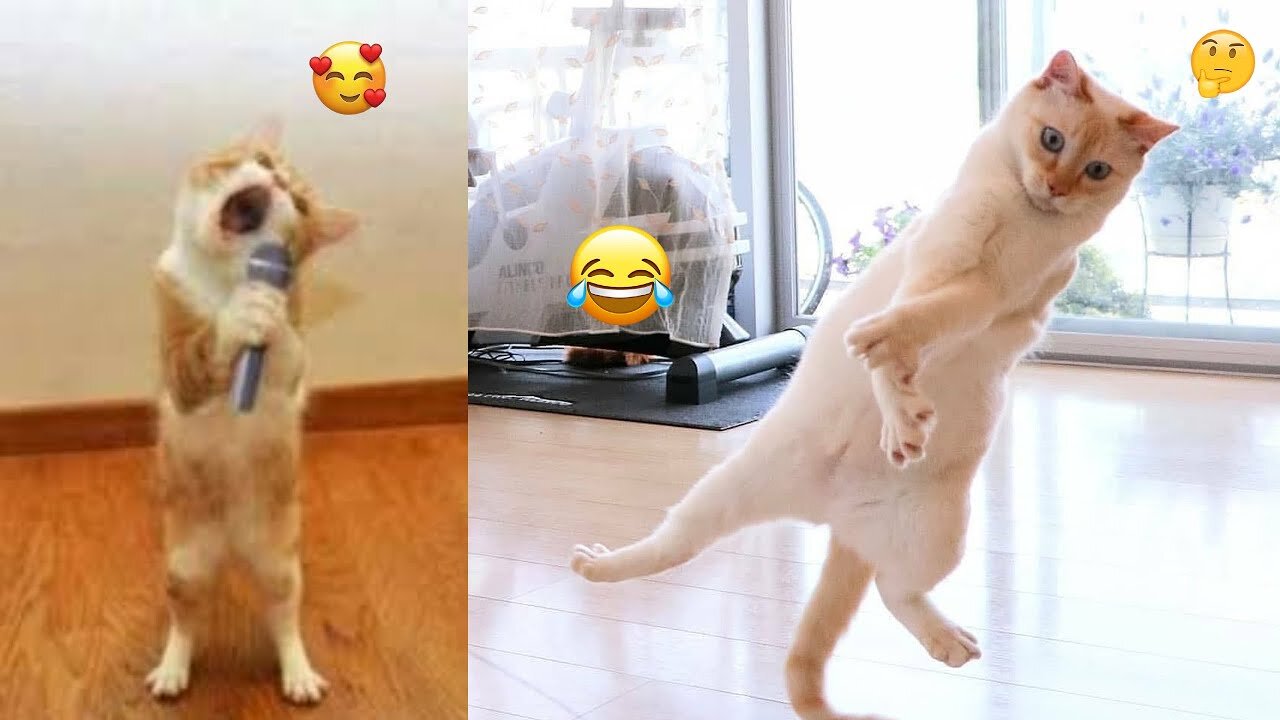 😂Funny Animals Video😂 - Best Dogs and Cats Video - 2023