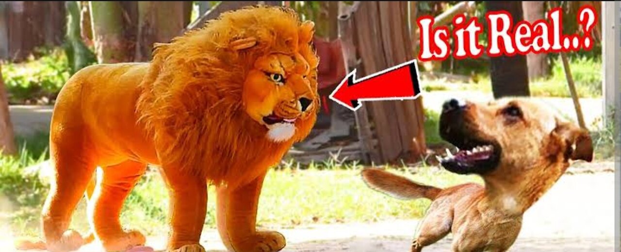 Fake Lion Prank on Dogs 2023.