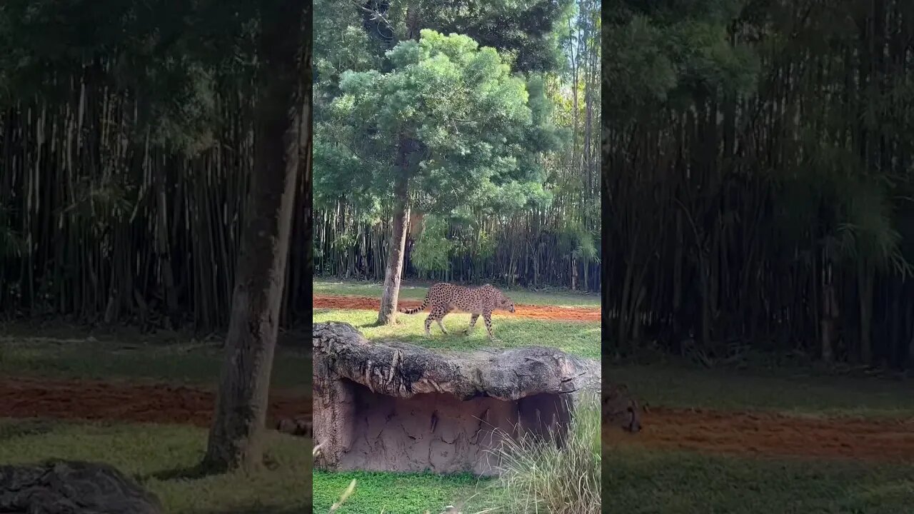 Cheetahs, meerkats, orangutans, & lions 🦧 #shorts #buschgardens #cheetah #meerkat #orangutan #lion