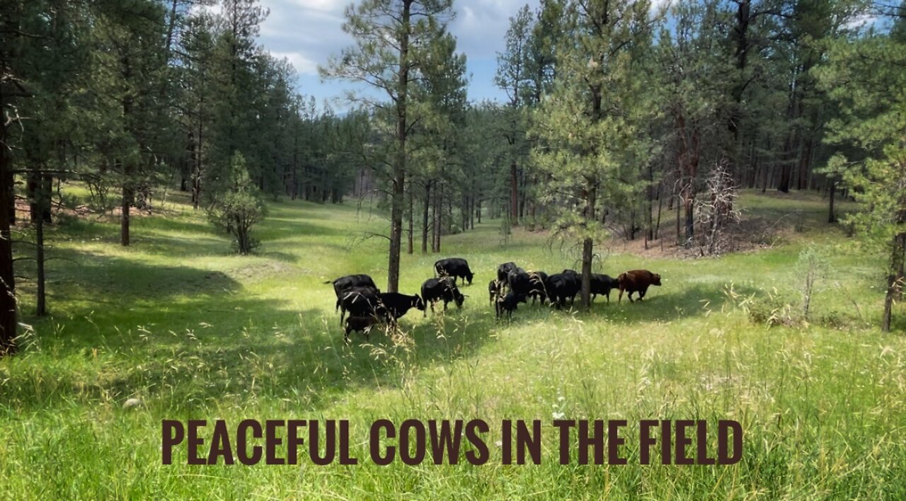 Peaceful Cows in the Field