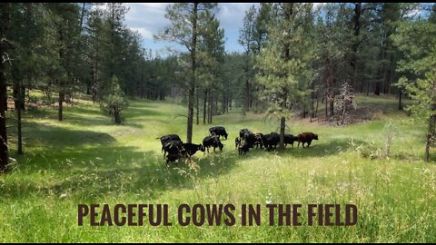 Peaceful Cows in the Field