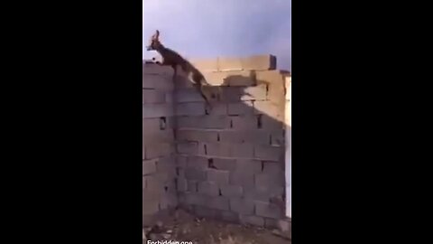 Goat climbing wall