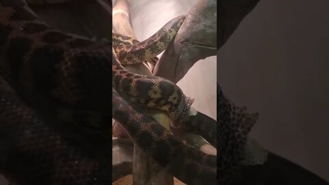 Carpet Python Shedding his skin 🐍