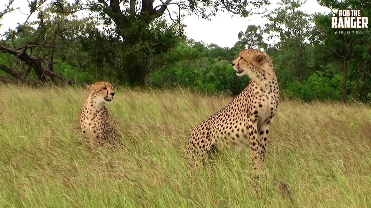 Three Male Cheetah Coalition | Archive Footage