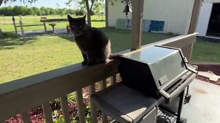 Texas Rain & Weather Video With Some Critters Making An Appearance