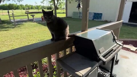 Texas Rain & Weather Video With Some Critters Making An Appearance