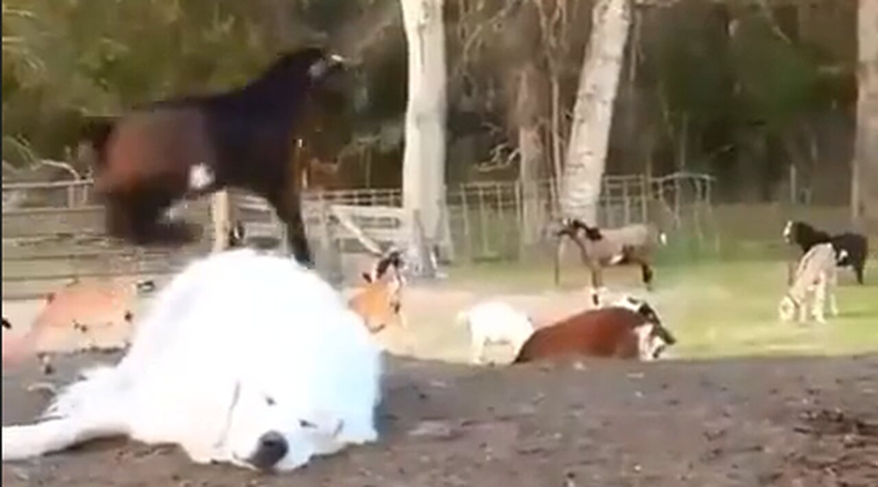 Goats Want To Play - Dog Wants To Sleep