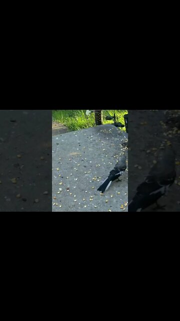 Adorable Fledgling Mockingbird #Shorts 🌲