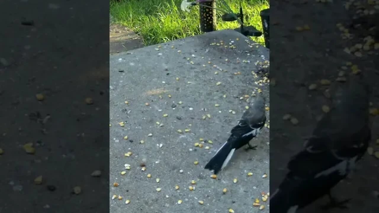 Adorable Fledgling Mockingbird #Shorts 🌲