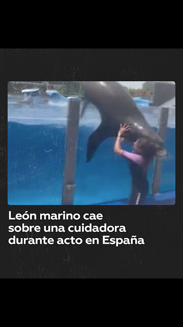 León marino cae sobre su cuidadora en medio de una actuación en España