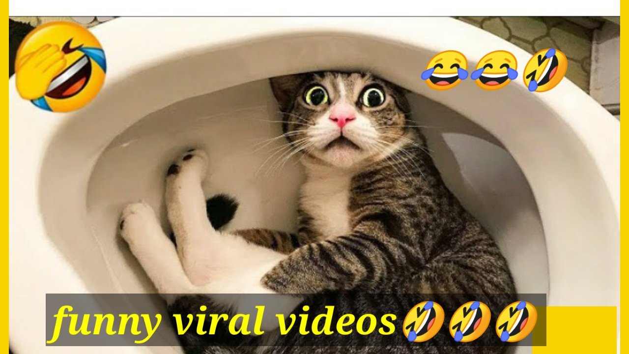 omg animal funny videos😁😁😂😂