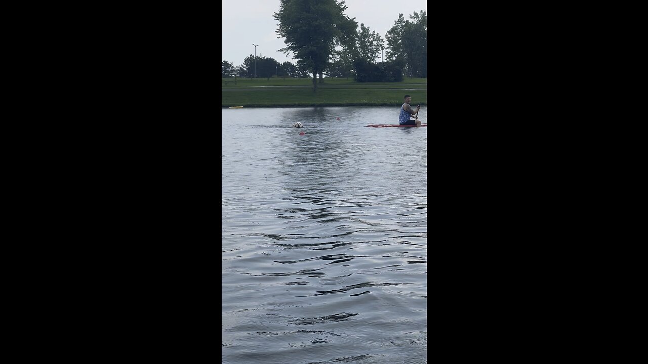 Duglas swimming in the recreational canal