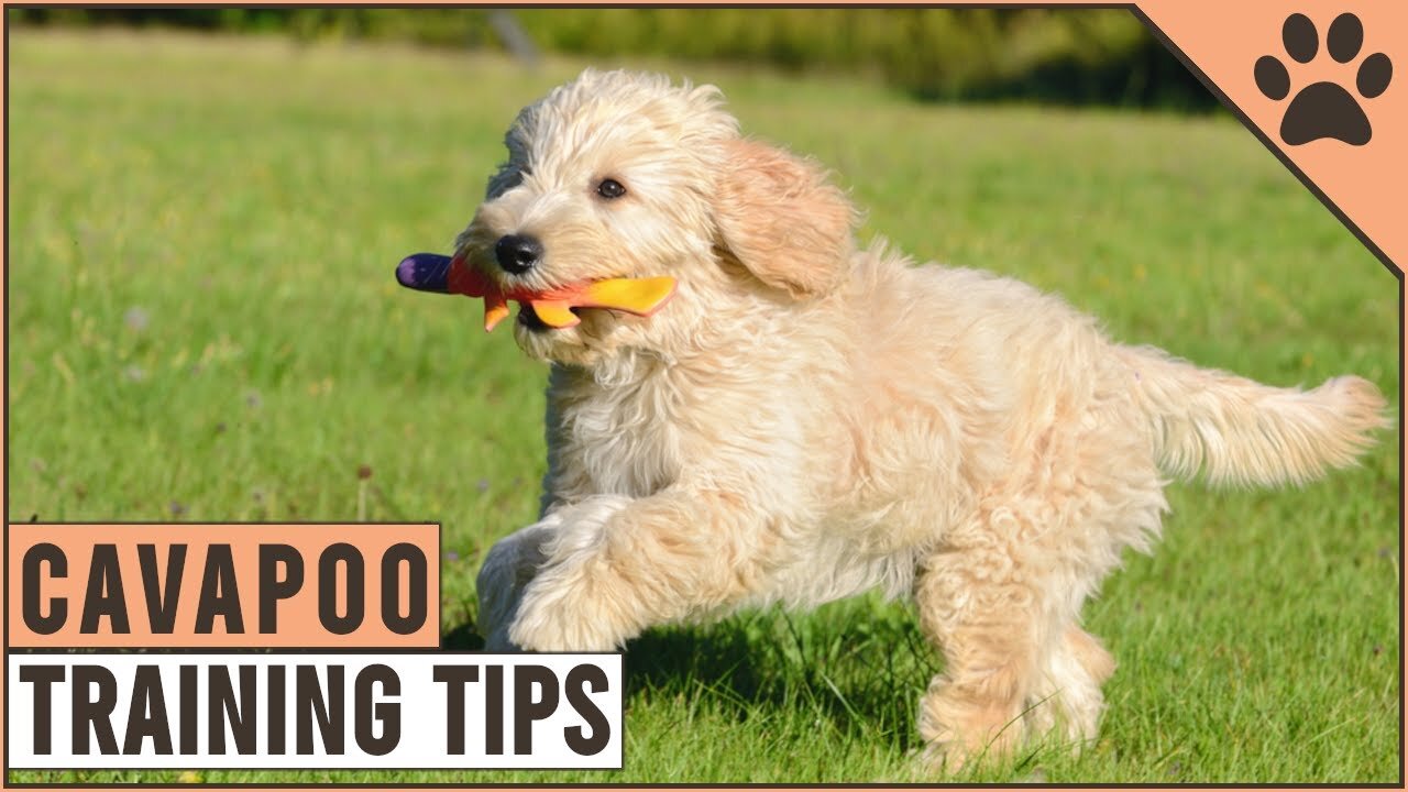 How To Train A Cavapoo