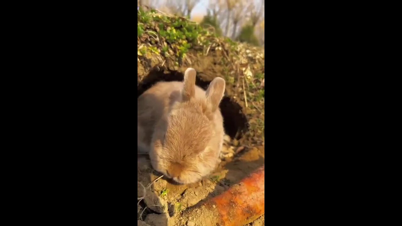 Baby rabbit 🐇and mother Eat 😋 a carrots 🥕.