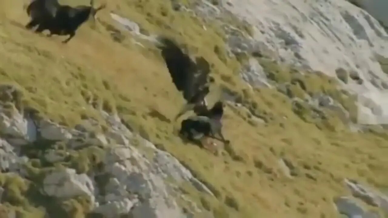 Eagle And Mountain Goat Epic Battle