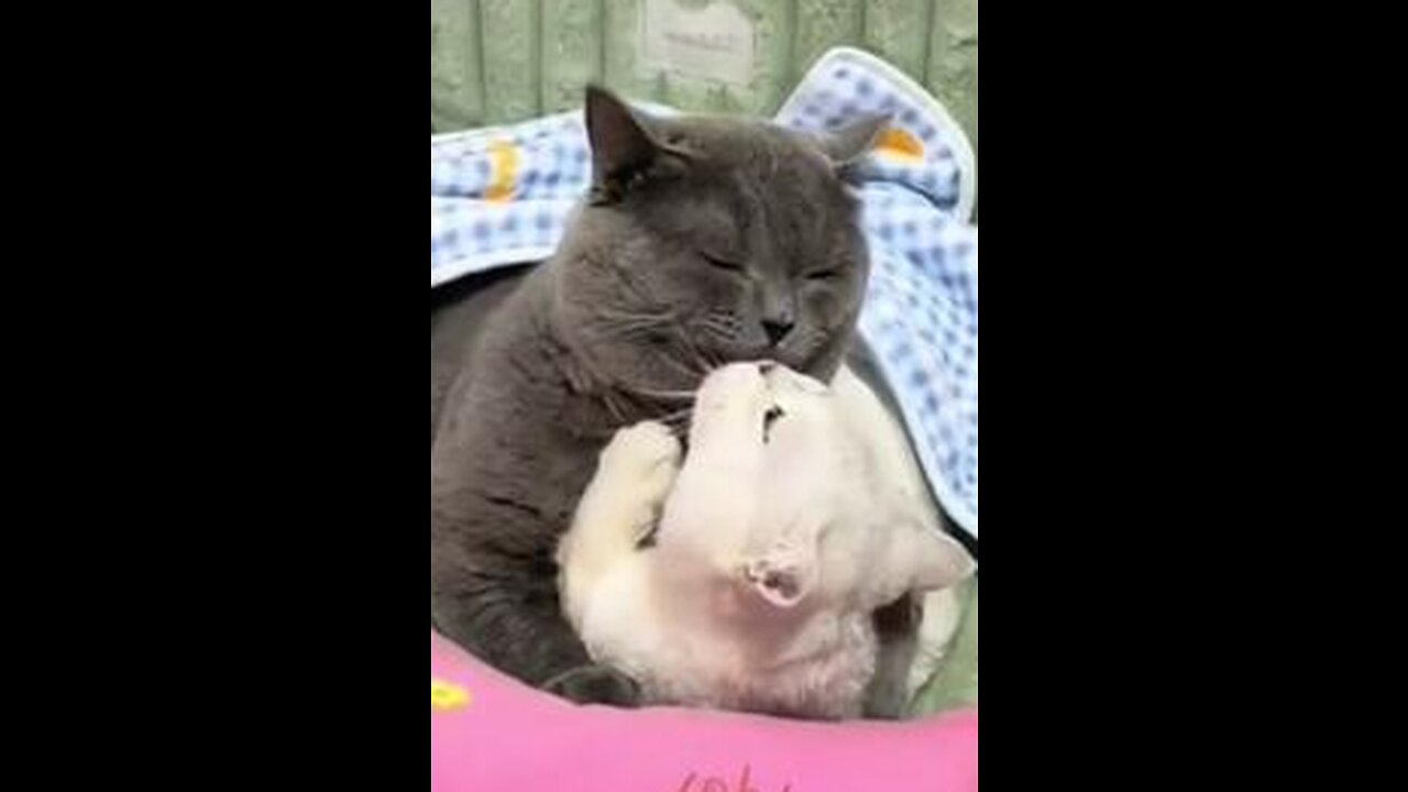 OMG cat in love